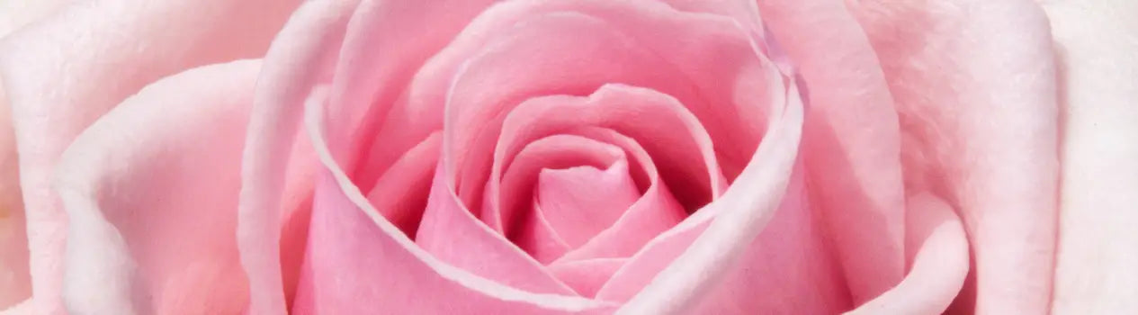  MBTI Flowers