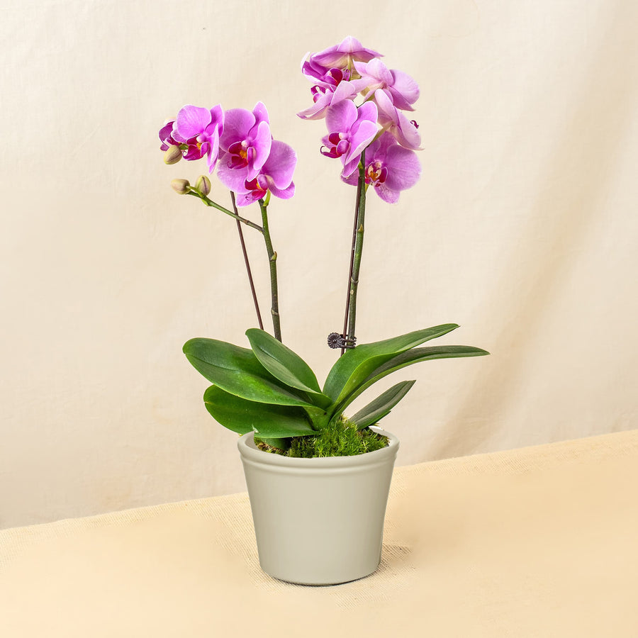 plants_potted Bright Delight Phalaenopsis Orchid