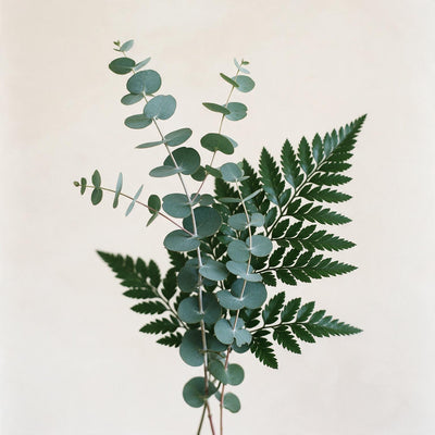 Eucalyptus + Fern