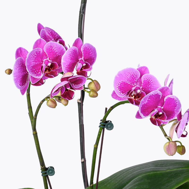 hamper_fruit Orchid Abundance Hamper