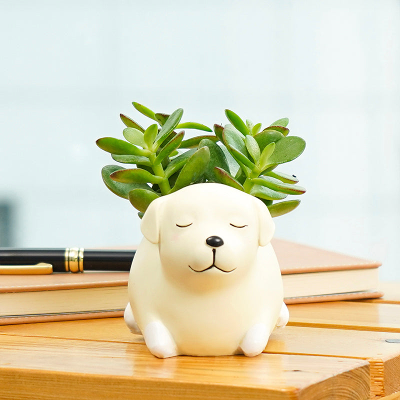 plants_potted Succulent Puppy