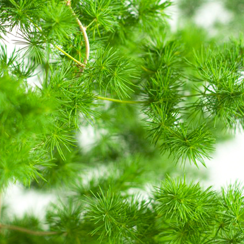 plants_potted Ming Fern