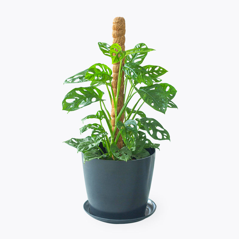 plants_potted Monstera Adansonii - Large