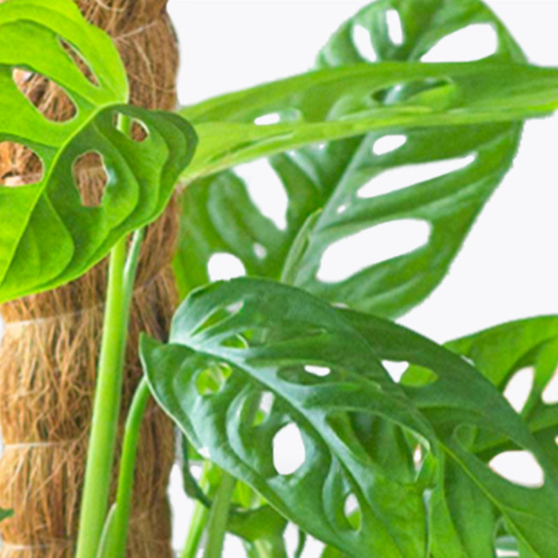 plants_potted Monstera Adansonii - Large