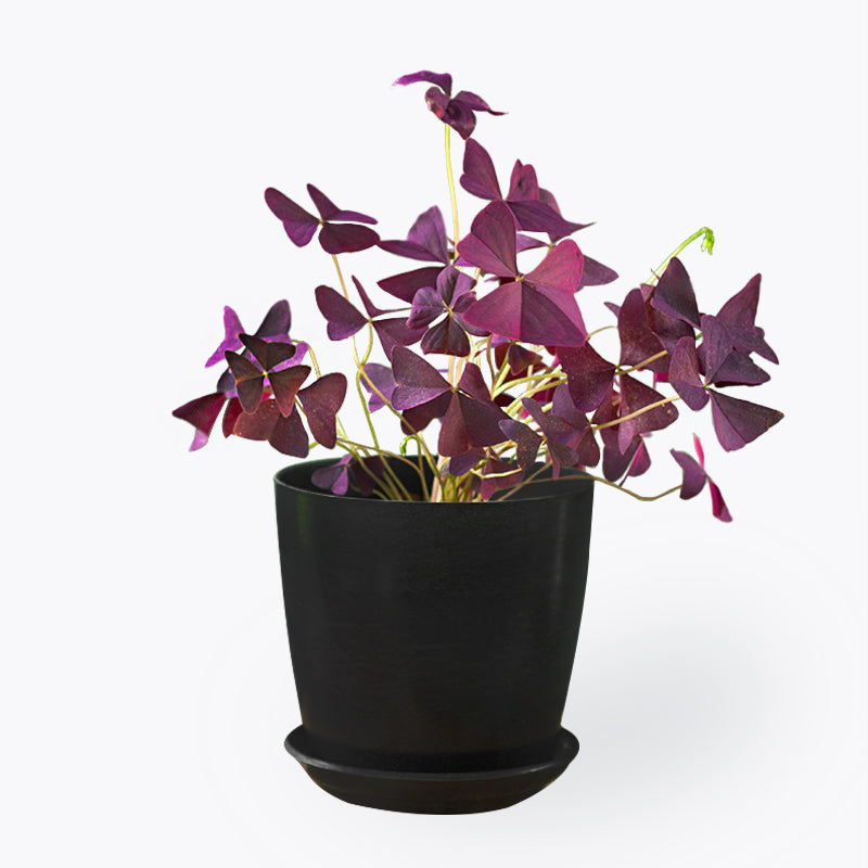 plants_potted Oxalis Triangularis