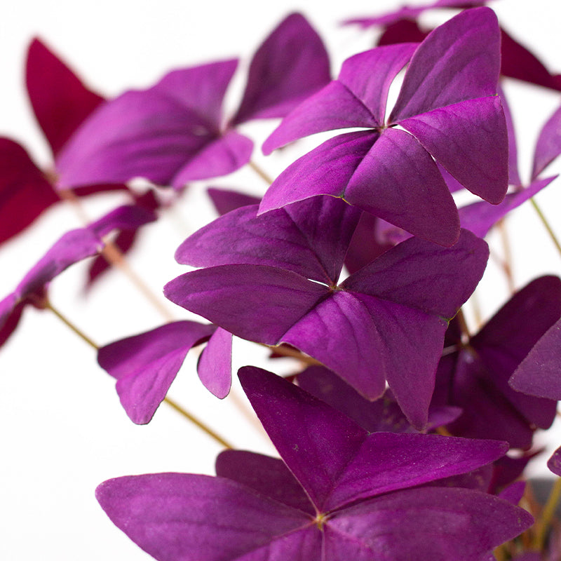 plants_potted Oxalis Triangularis