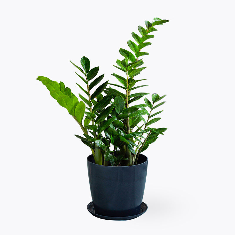 plants_potted ZZ Plant