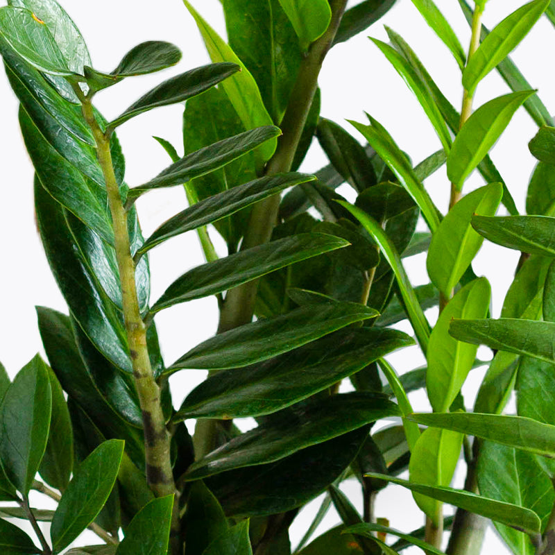 plants_potted ZZ Plant