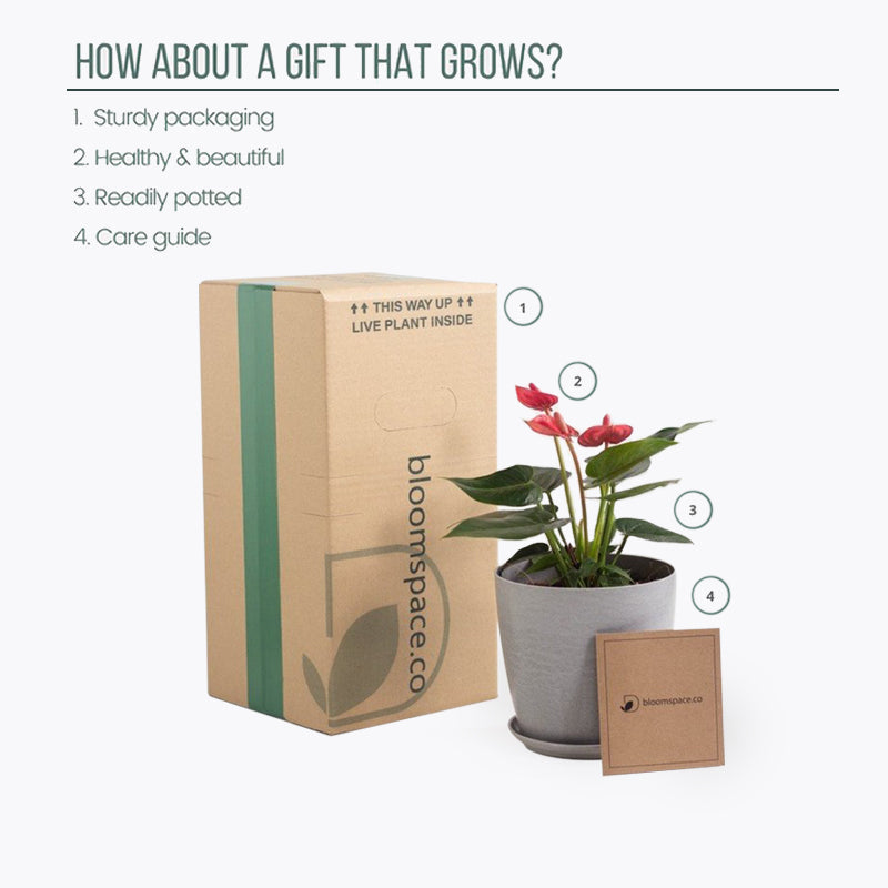 plants_potted ZZ Plant