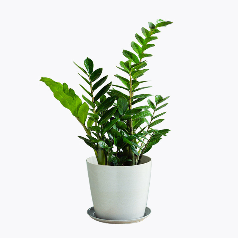 indoor potted plants malaysia ZZ Plant